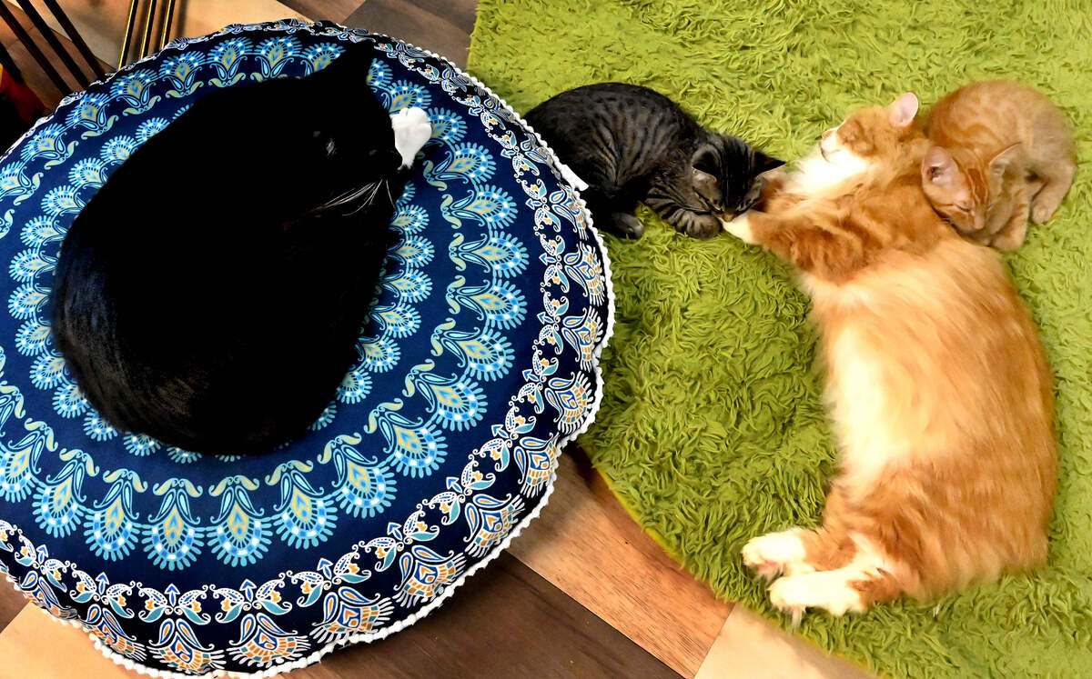 Thurston County's first and only Pawsific Northwest Cat Cafe | The